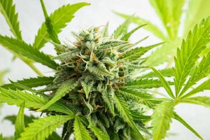 cannabis-buds-close-up-on-a-light-background-a-ma-2023-11-27-05-09-42-utc11