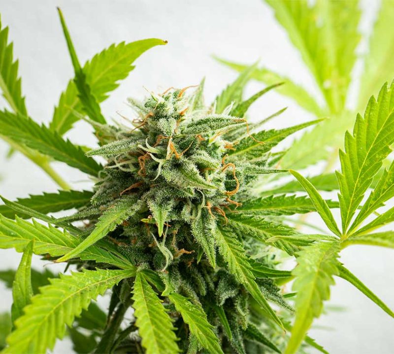 cannabis-buds-close-up-on-a-light-background-a-ma-2023-11-27-05-09-42-utc11